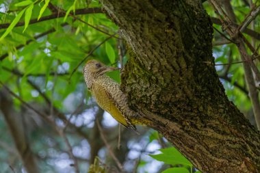 Avrupa 'nın yeşil ağaçkakanı bir ağaca tünemektedir (Picus Viridis)