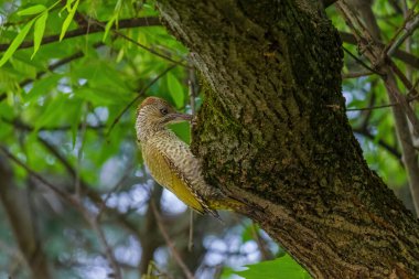 Avrupa 'nın yeşil ağaçkakanı bir ağaca tünemektedir (Picus Viridis)