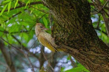 Avrupa 'nın yeşil ağaçkakanı bir ağaca tünemektedir (Picus Viridis)