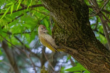 Avrupa 'nın yeşil ağaçkakanı bir ağaca tünemektedir (Picus Viridis)