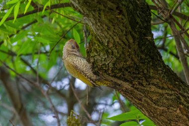 Avrupa 'nın yeşil ağaçkakanı bir ağaca tünemektedir (Picus Viridis)