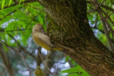 Avrupa 'nın yeşil ağaçkakanı bir ağaca tünemektedir (Picus Viridis)