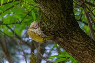 Avrupa 'nın yeşil ağaçkakanı bir ağaca tünemektedir (Picus Viridis)
