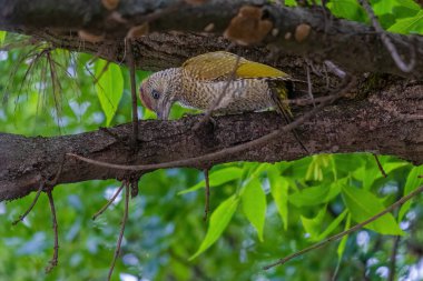 Avrupa 'nın yeşil ağaçkakanı bir ağaca tünemektedir (Picus Viridis)