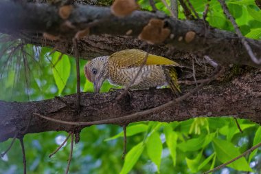 Avrupa 'nın yeşil ağaçkakanı bir ağaca tünemektedir (Picus Viridis)