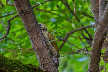 Avrupa 'nın yeşil ağaçkakanı bir ağaca tünemektedir (Picus Viridis)