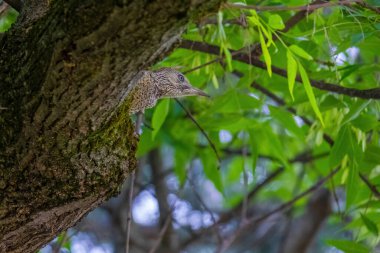 Avrupa 'nın yeşil ağaçkakanı bir ağaca tünemektedir (Picus Viridis)