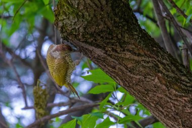 Avrupa 'nın yeşil ağaçkakanı bir ağaca tünemektedir (Picus Viridis)