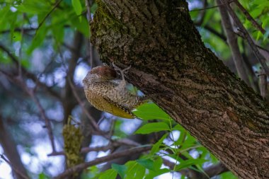 Avrupa 'nın yeşil ağaçkakanı bir ağaca tünemektedir (Picus Viridis)