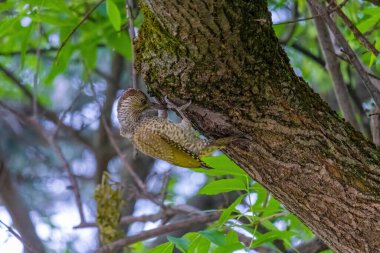 Avrupa 'nın yeşil ağaçkakanı bir ağaca tünemektedir (Picus Viridis)
