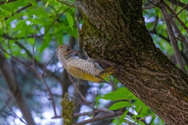 Avrupa 'nın yeşil ağaçkakanı bir ağaca tünemektedir (Picus Viridis)
