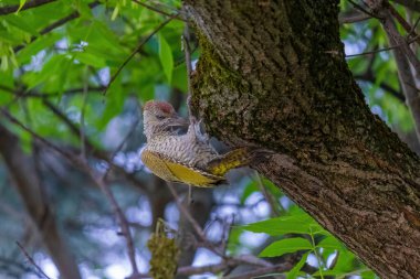 Avrupa 'nın yeşil ağaçkakanı bir ağaca tünemektedir (Picus Viridis)