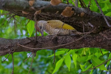 Avrupa 'nın yeşil ağaçkakanı bir ağaca tünemektedir (Picus Viridis)