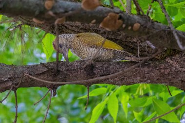 Avrupa 'nın yeşil ağaçkakanı bir ağaca tünemektedir (Picus Viridis)