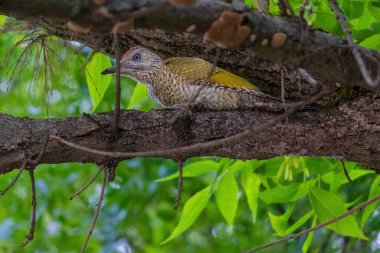 Avrupa 'nın yeşil ağaçkakanı bir ağaca tünemektedir (Picus Viridis)