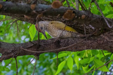 Avrupa 'nın yeşil ağaçkakanı bir ağaca tünemektedir (Picus Viridis)