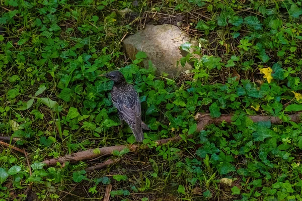 自然界中栖息在绿色草地上的黑鸟 — 图库照片