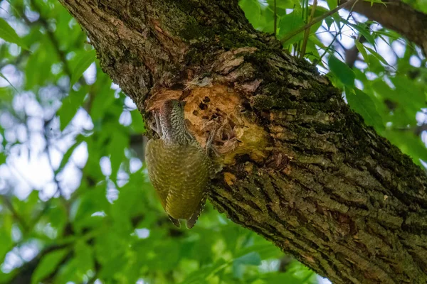 欧洲一种绿色啄木鸟 栖息在一棵树上 皮库斯 维里迪斯 — 图库照片