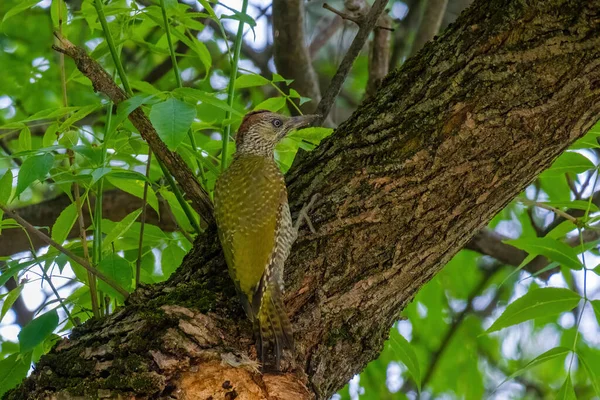 Avrupa 'nın yeşil ağaçkakanı bir ağaca tünemektedir (Picus Viridis)