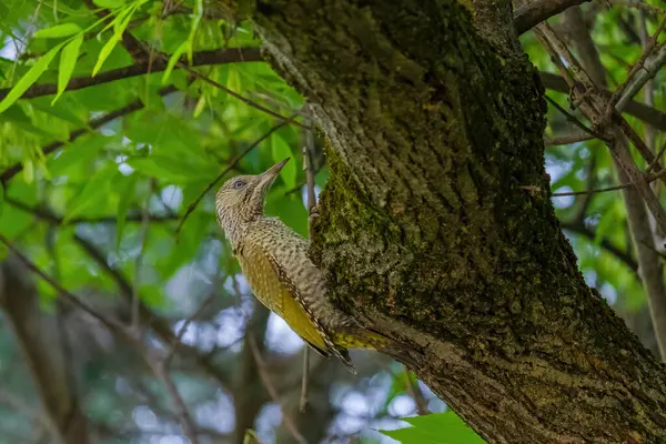 Avrupa 'nın yeşil ağaçkakanı bir ağaca tünemektedir (Picus Viridis)