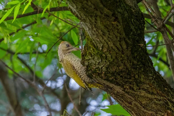 Avrupa 'nın yeşil ağaçkakanı bir ağaca tünemektedir (Picus Viridis)