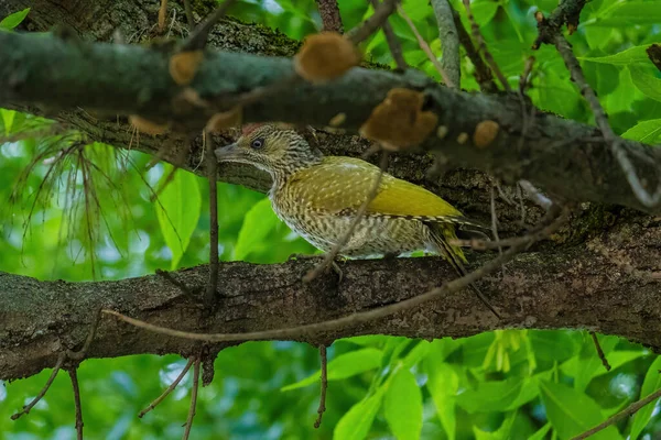Avrupa 'nın yeşil ağaçkakanı bir ağaca tünemektedir (Picus Viridis)