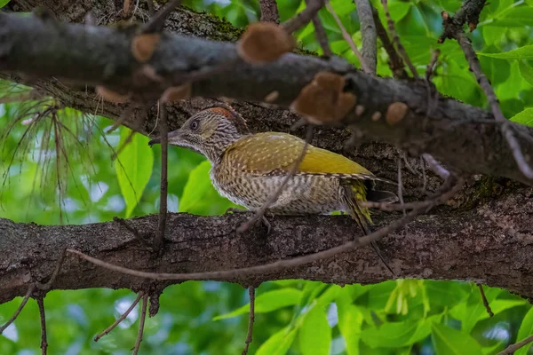 Avrupa 'nın yeşil ağaçkakanı bir ağaca tünemektedir (Picus Viridis)