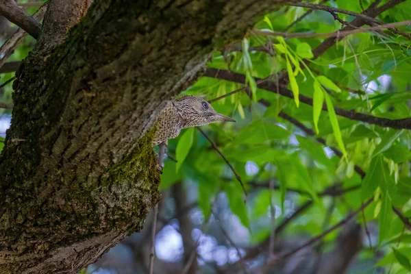 欧洲一种绿色啄木鸟 栖息在一棵树上 皮库斯 维里迪斯 — 图库照片