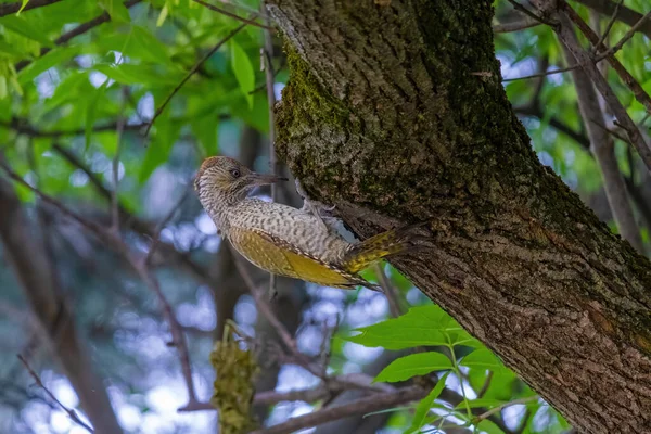 Avrupa 'nın yeşil ağaçkakanı bir ağaca tünemektedir (Picus Viridis)