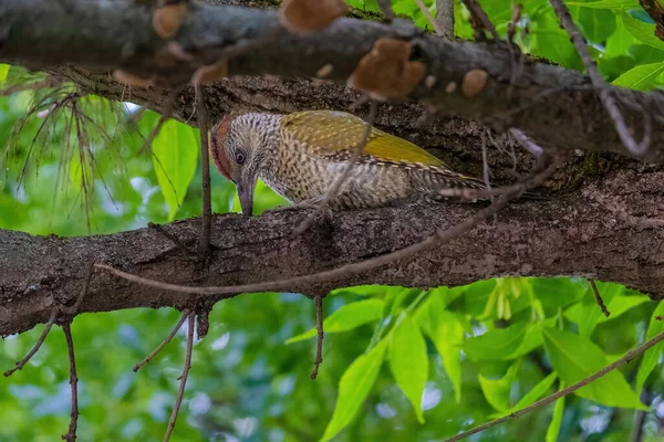 Avrupa 'nın yeşil ağaçkakanı bir ağaca tünemektedir (Picus Viridis)