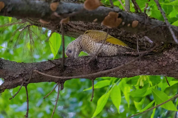 Avrupa 'nın yeşil ağaçkakanı bir ağaca tünemektedir (Picus Viridis)