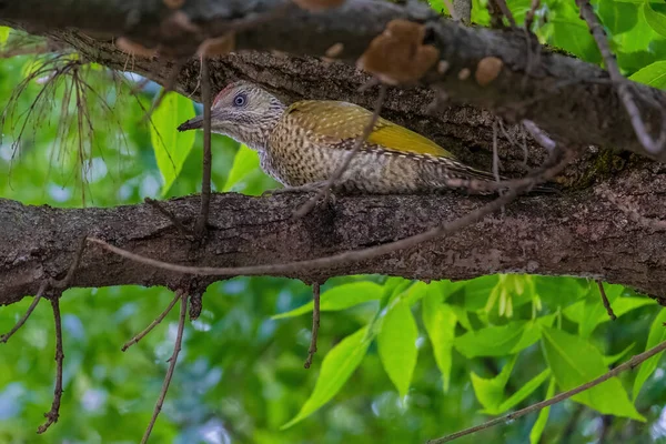 Avrupa 'nın yeşil ağaçkakanı bir ağaca tünemektedir (Picus Viridis)