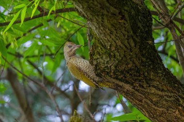 Avrupa 'nın yeşil ağaçkakanı bir ağaca tünemektedir (Picus Viridis)