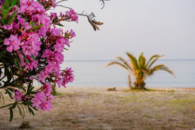 Mavi dalgalı ve kayalıklı güzel deniz manzarası