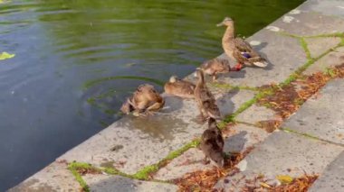 Vahşi ördek gölde yüzüyor. Parktaki su kuşları