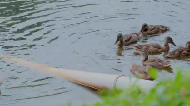 湖で泳いでいる野生のアヒル 公園の水鳥たち — ストック動画