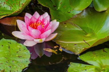 Güzel sulu nilüfer çiçeği ya da göletteki nilüfer çiçeği. su çiçekleri