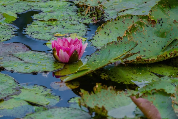 Schöne Blütenseerose Oder Lotusblume Teich Wasserblumen — Stockfoto