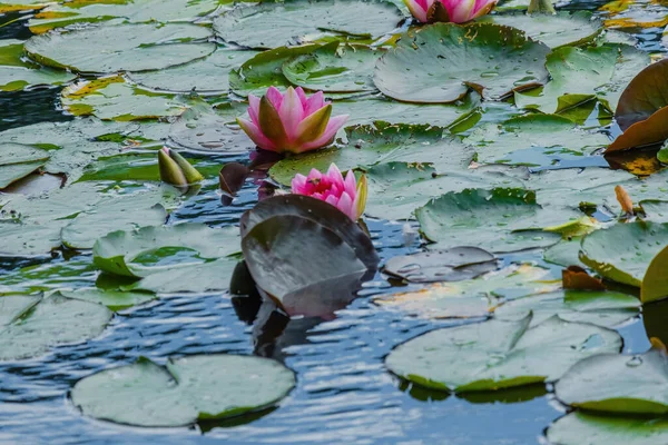 Красива Квітка Водяної Лілії Або Лотоса Ставку Водні Квіти — стокове фото