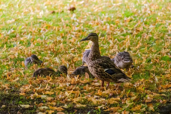 Familie Junger Wildenten Auf Dem Gras Park — Stockfoto