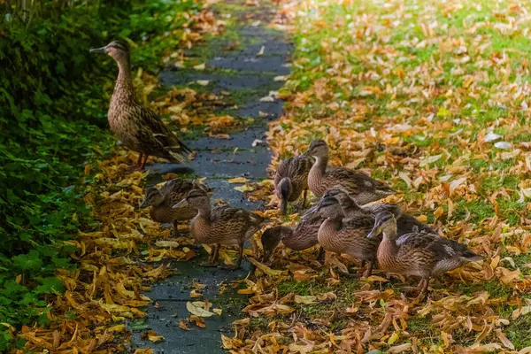 Familia Patos Salvajes Jóvenes Hierba Parque — Foto de Stock