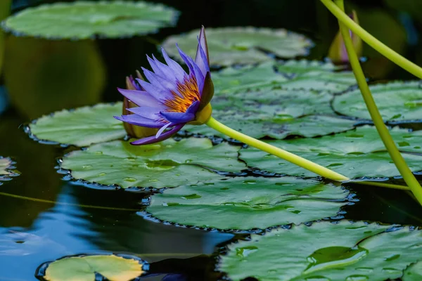 Piękny Kwiat Lilii Wodnej Lub Kwiat Lotosu Stawie Kwiaty Wody — Zdjęcie stockowe