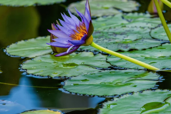 Цветок Лотоса Пруду Цветы Воды — стоковое фото