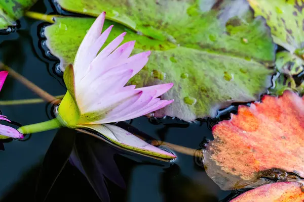 Schöne Blütenseerose Oder Lotusblume Teich Wasserblumen — Stockfoto