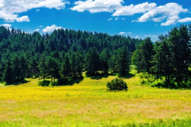 Yeşil tarlaların yaz manzarası ve bulutlu mavi gökyüzü