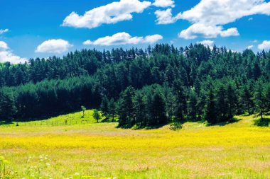 Yeşil tarlaların yaz manzarası ve bulutlu mavi gökyüzü