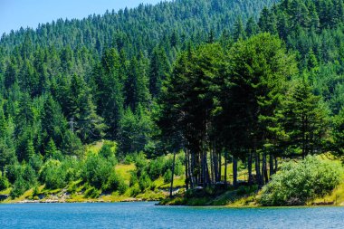 Bulgaristan 'ın Rodop dağlarındaki Dospat barajının yaz manzarası