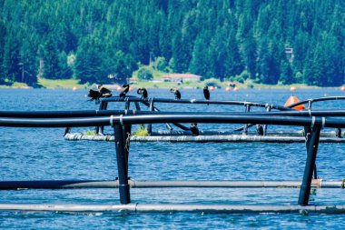 The great cormorant, Phalacrocorax carbo, known as the great black cormorant, in a river