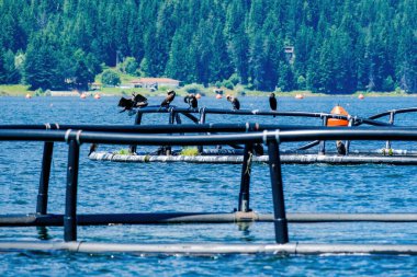 The great cormorant, Phalacrocorax carbo, known as the great black cormorant, in a river