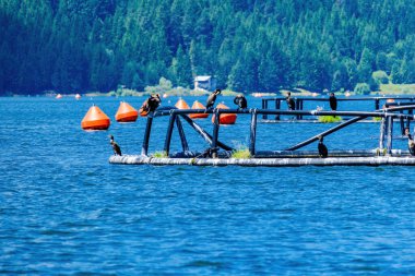 Büyük karabatak, Phalacrocorax karbonhidrat, büyük siyah karabatak olarak bilinir, bir nehirde